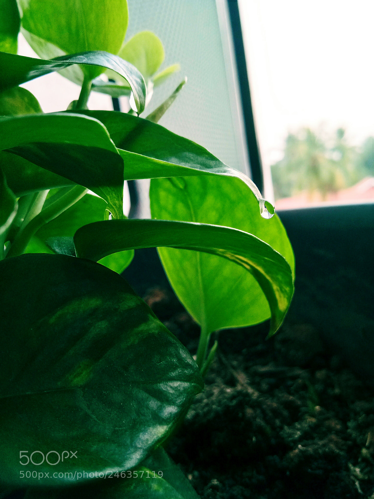 vivo 1601 sample photo. The nature wakes up photography