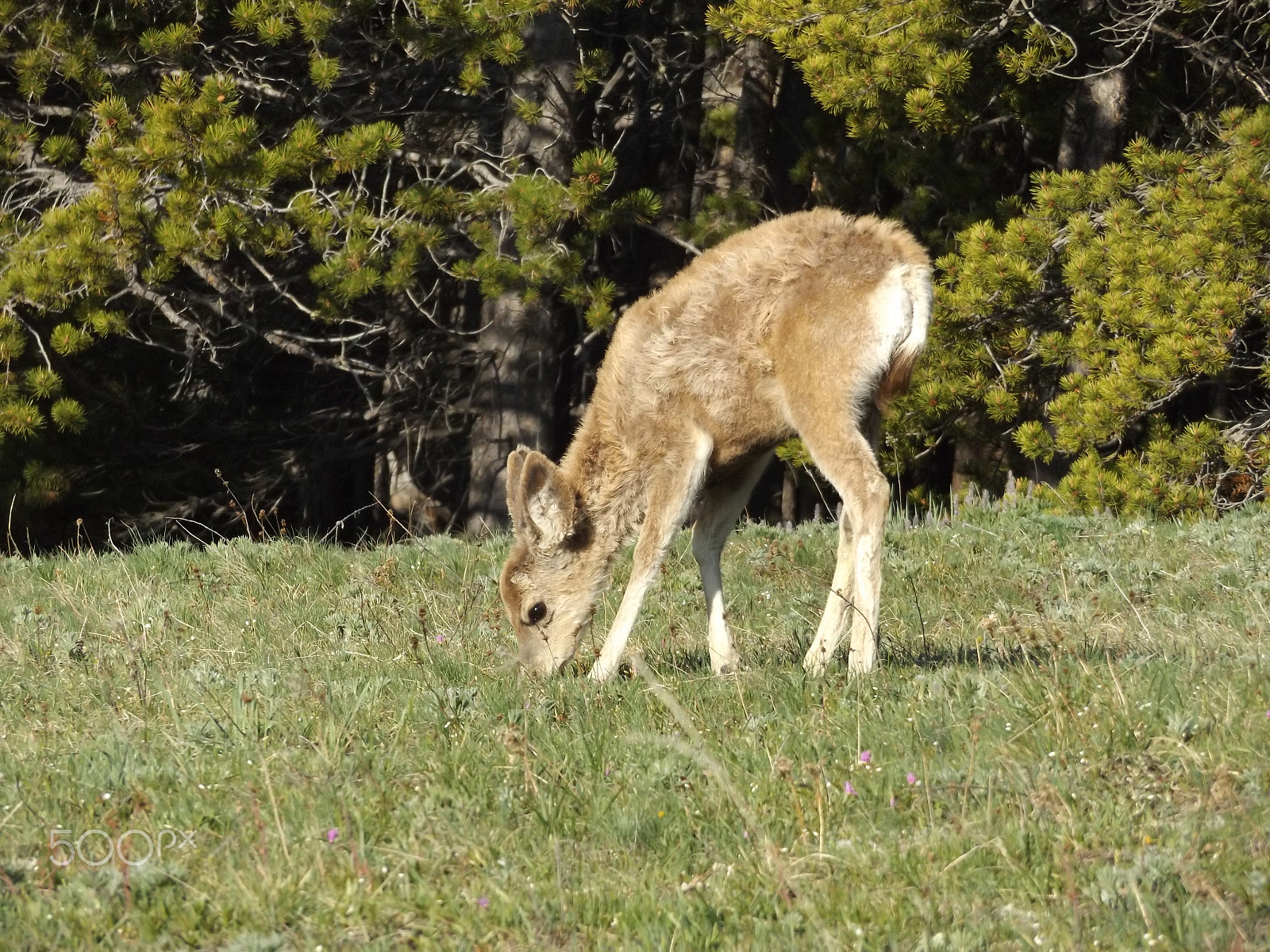Fujifilm FinePix S8600 sample photo. Fawn photography