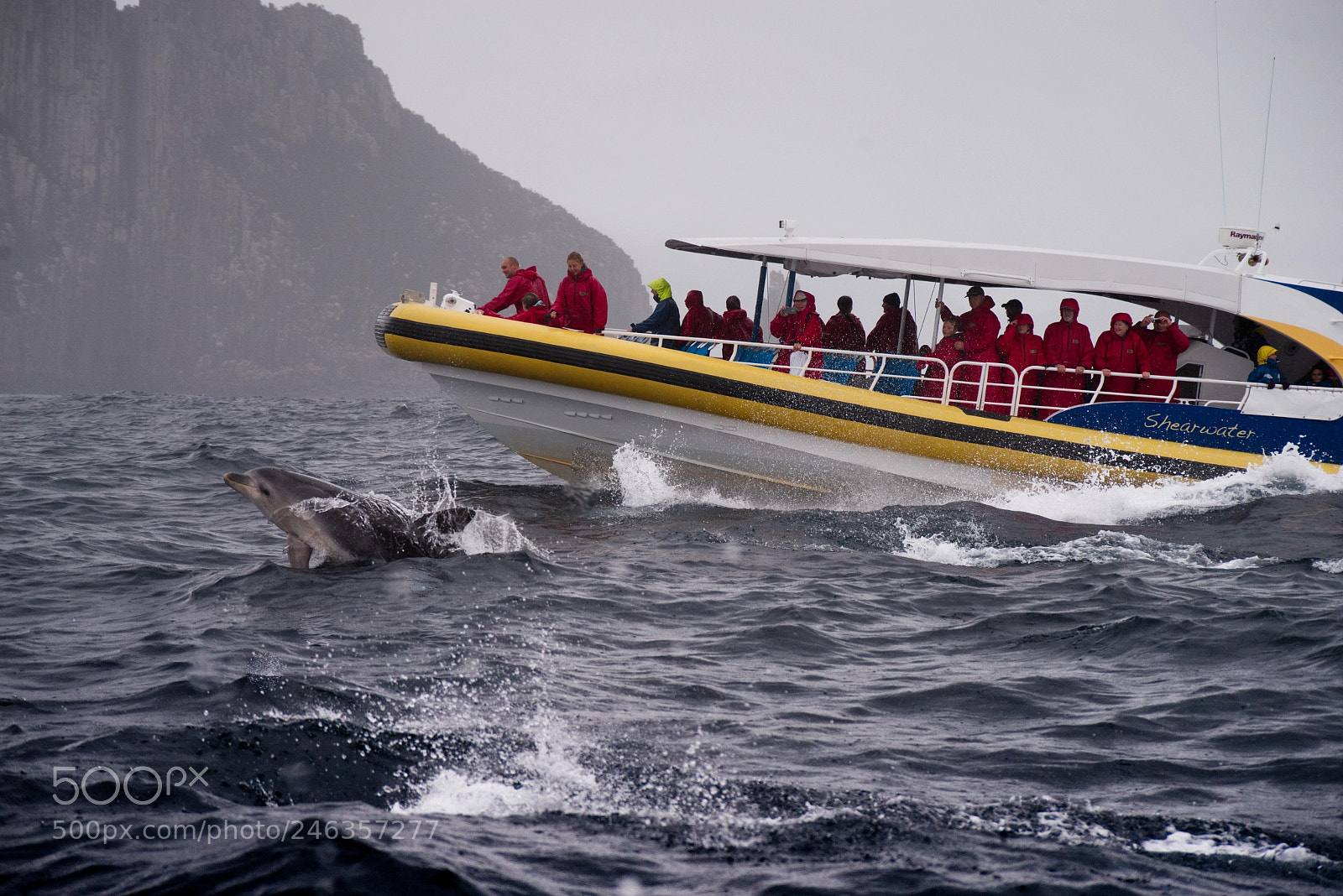 Nikon D610 sample photo. Tasmania dolphin1 photography