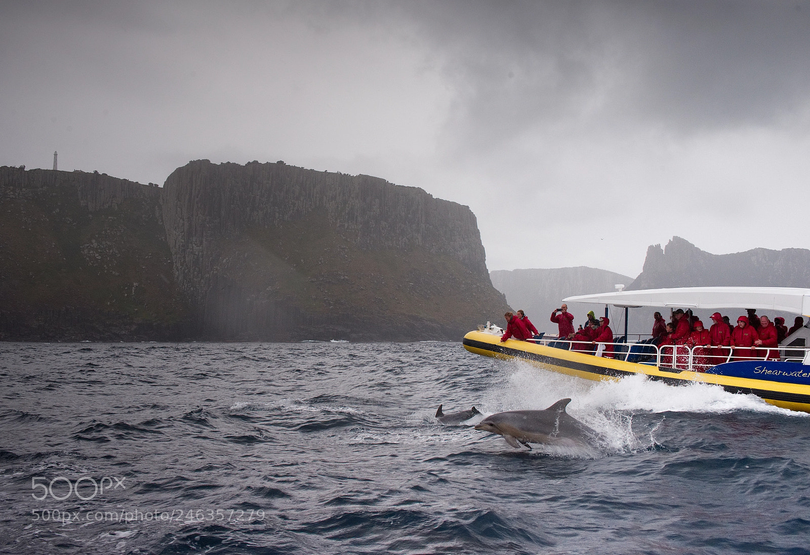 Nikon D610 sample photo. Tasmania dolphin2 photography
