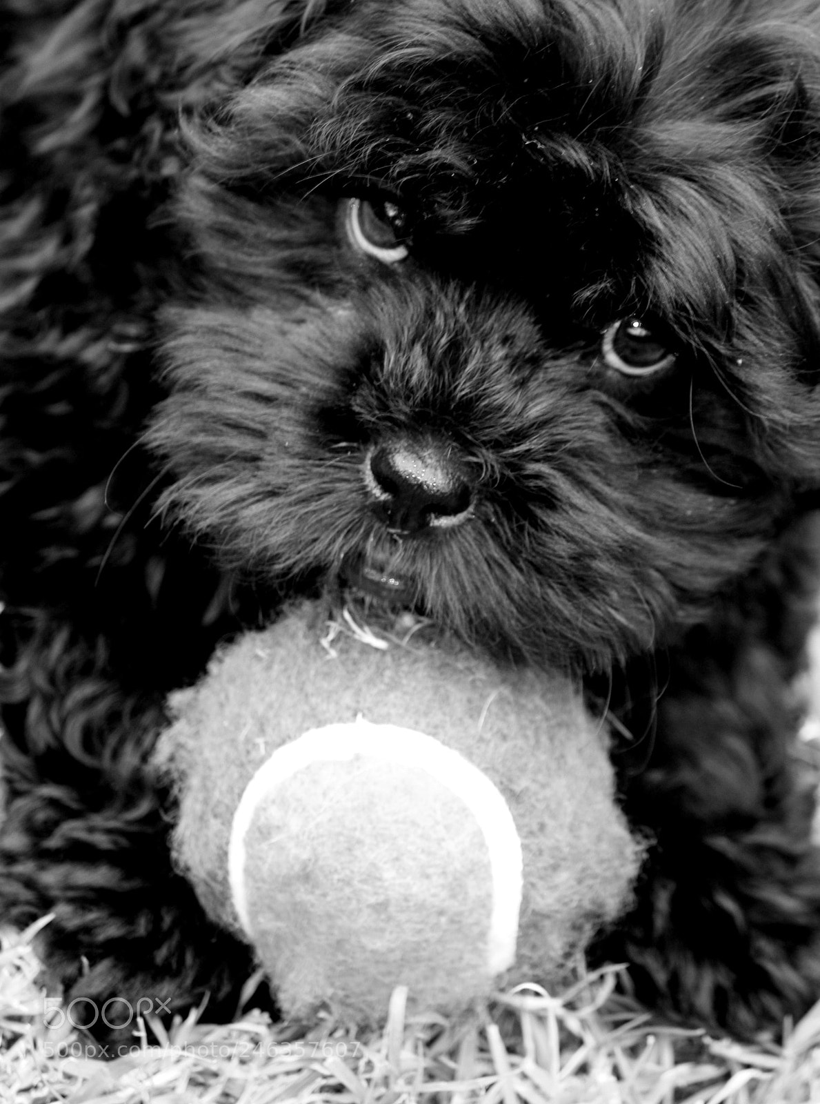 Canon EOS 450D (EOS Rebel XSi / EOS Kiss X2) sample photo. Ben @ 12 weeks old photography