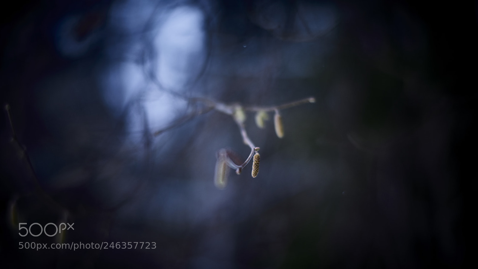 Nikon D800E sample photo. Emerging out of the photography