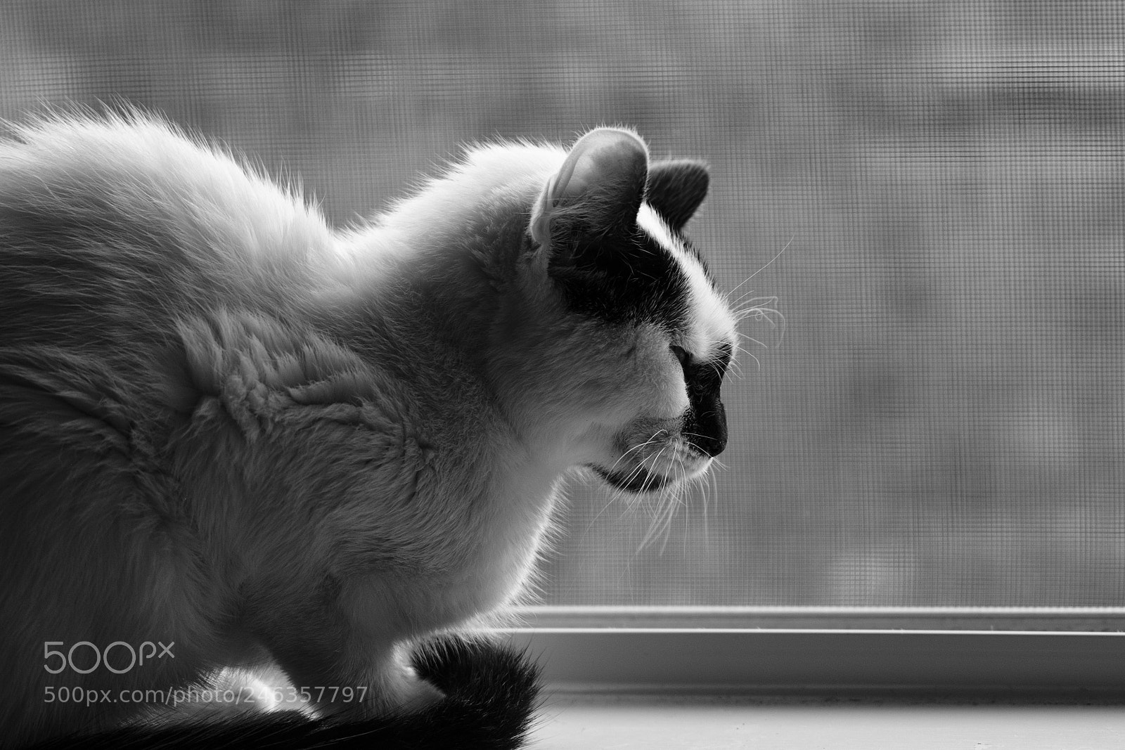 Fujifilm X-T20 sample photo. White princess photography