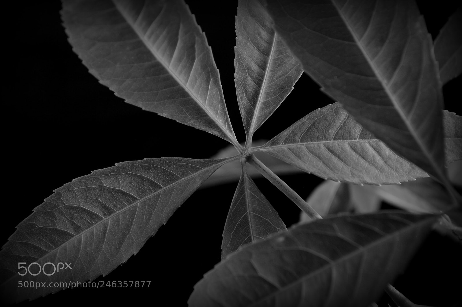 Nikon D3000 sample photo. Silk floss tree foliage photography