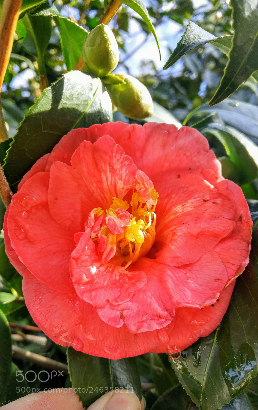 LG G4 sample photo. Extra large camelia photography