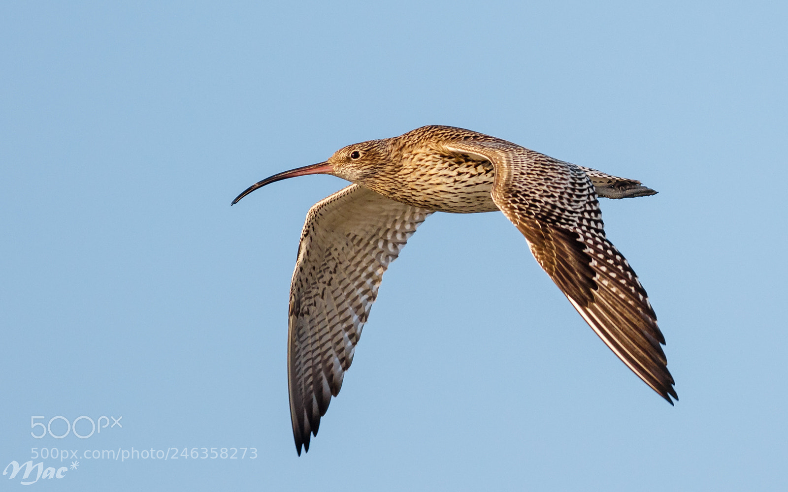 Canon EOS 7D Mark II sample photo. Eurasian curlew-wulp photography