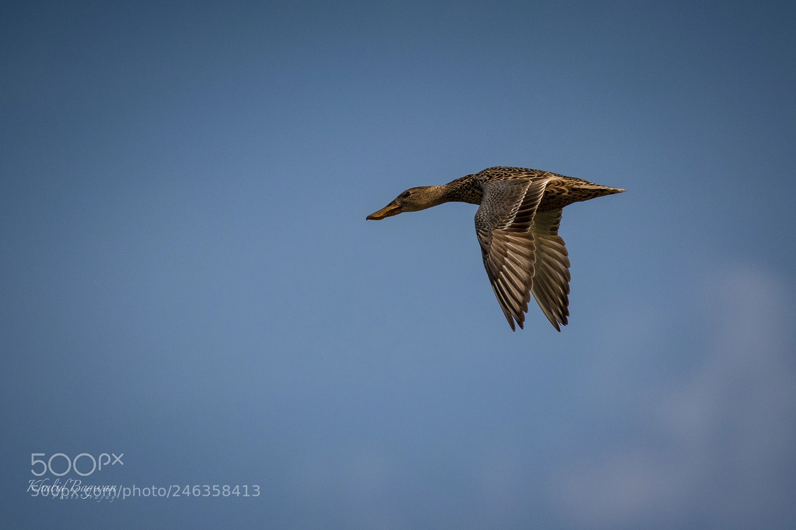 Canon EOS 7D Mark II sample photo. Northern shoveler female photography