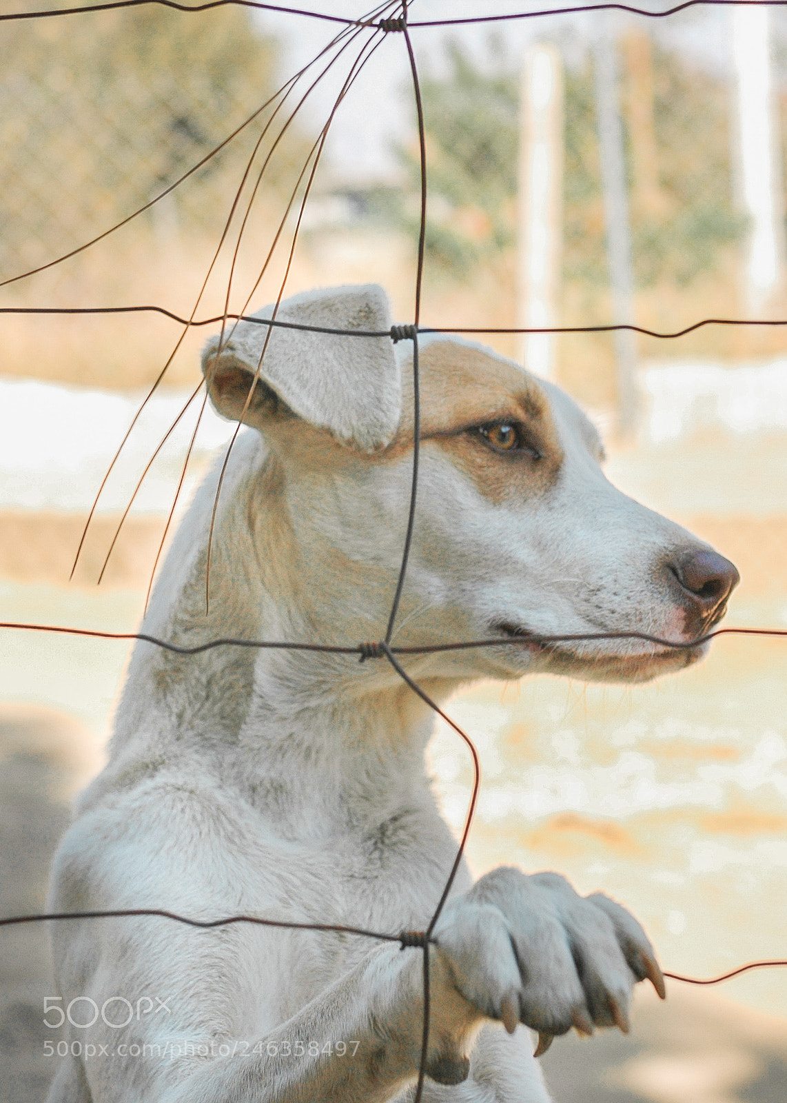 Nikon D70 sample photo. Corazon canino photography