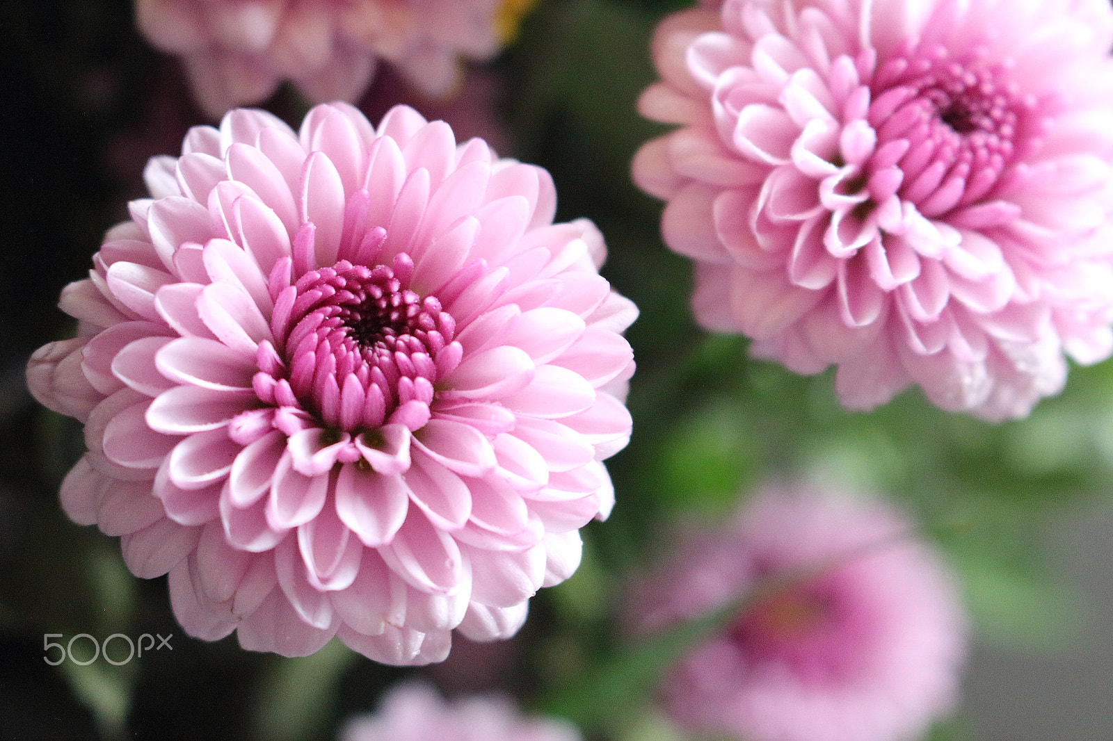 Canon EOS 100D (EOS Rebel SL1 / EOS Kiss X7) sample photo. Happy spring festival photography