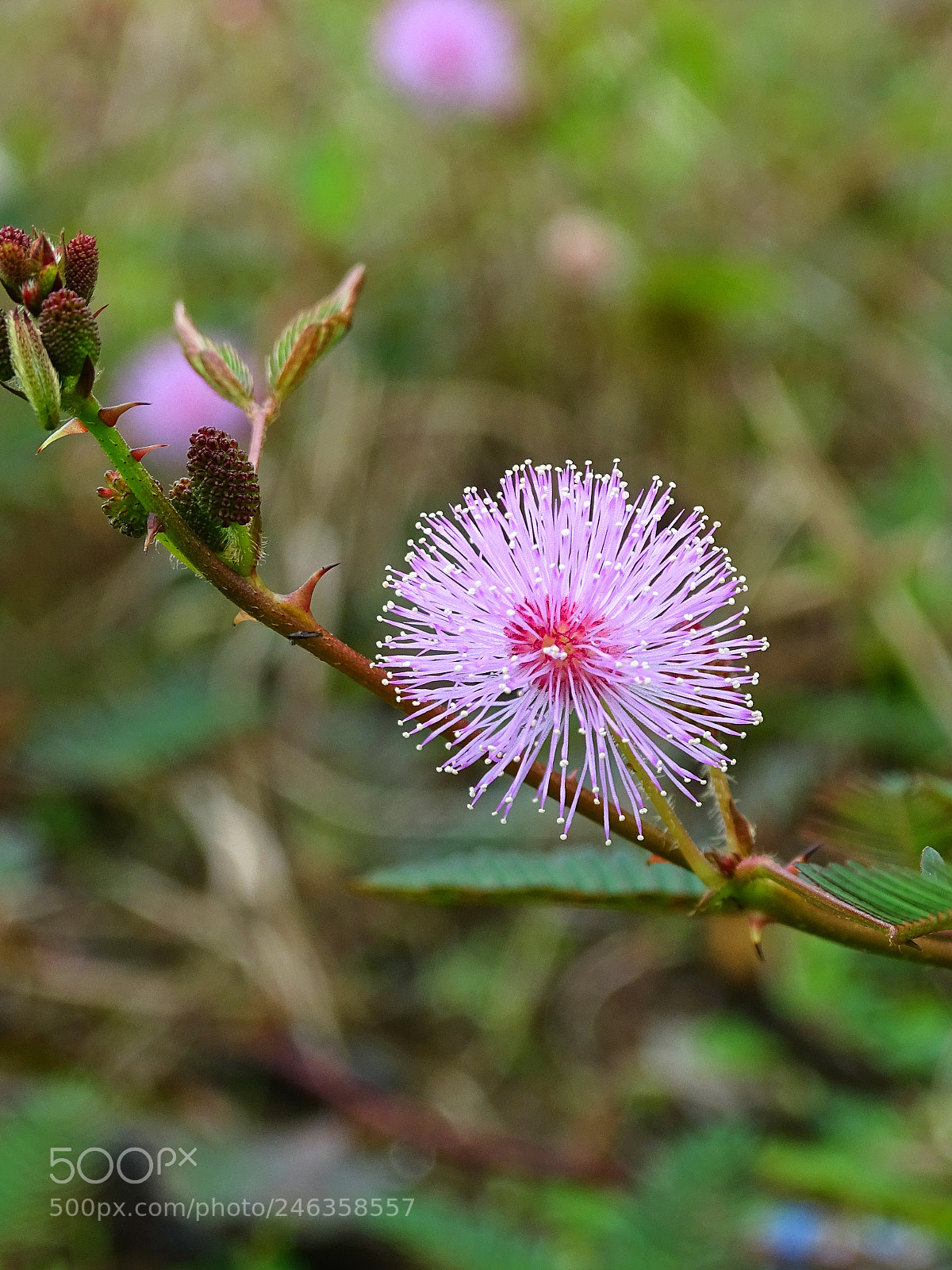 Sony Cyber-shot DSC-HX400V sample photo. Flower photography