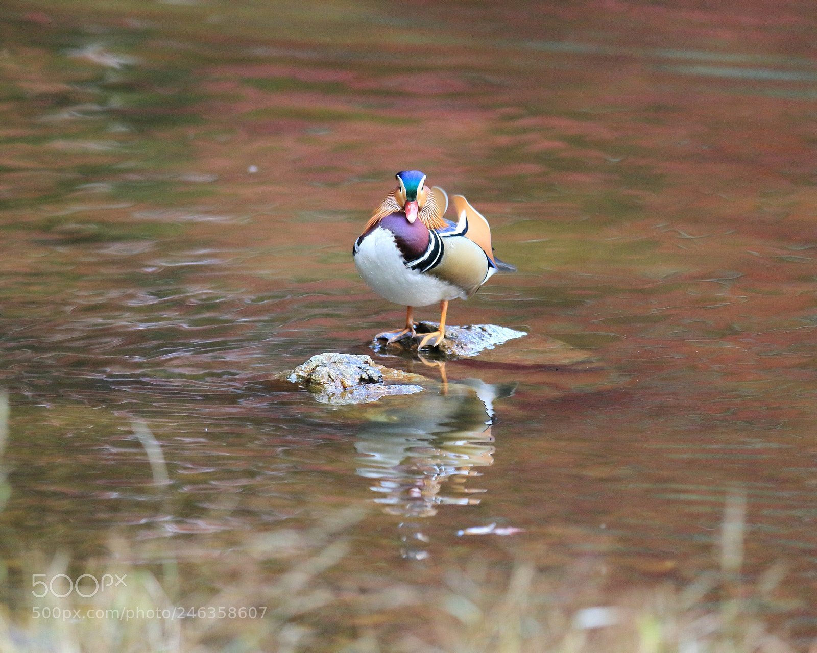 Canon EOS 7D Mark II sample photo. オシドリ mandarin duck photography