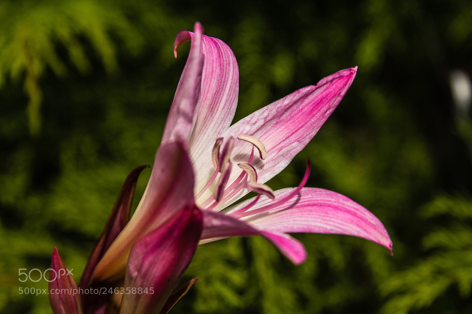 Canon EOS 60D sample photo. Amaryllis belladonna photography