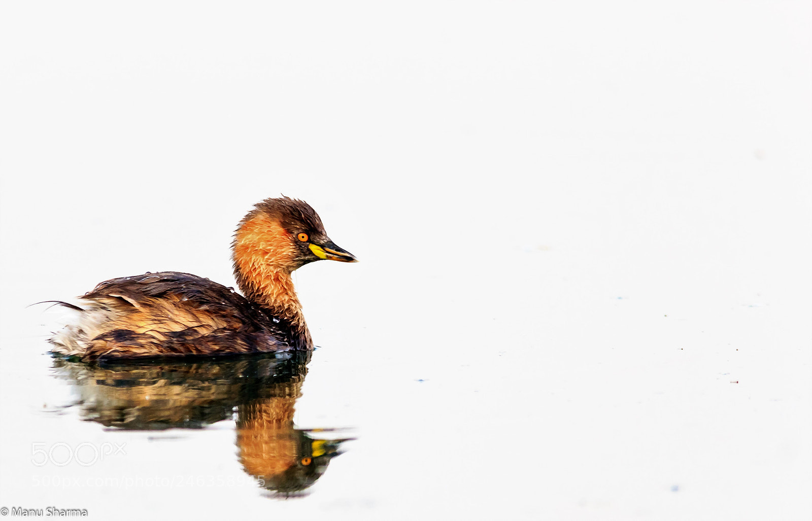 Canon EOS 550D (EOS Rebel T2i / EOS Kiss X4) sample photo. Little grebe.. photography