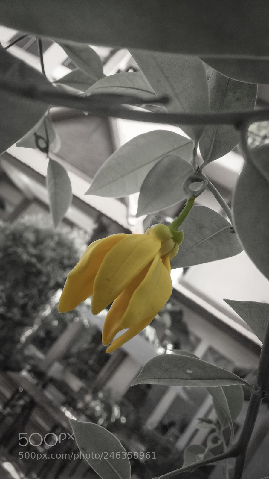 Apple iPhone 6 Plus sample photo. Iphone 6 shooting photography