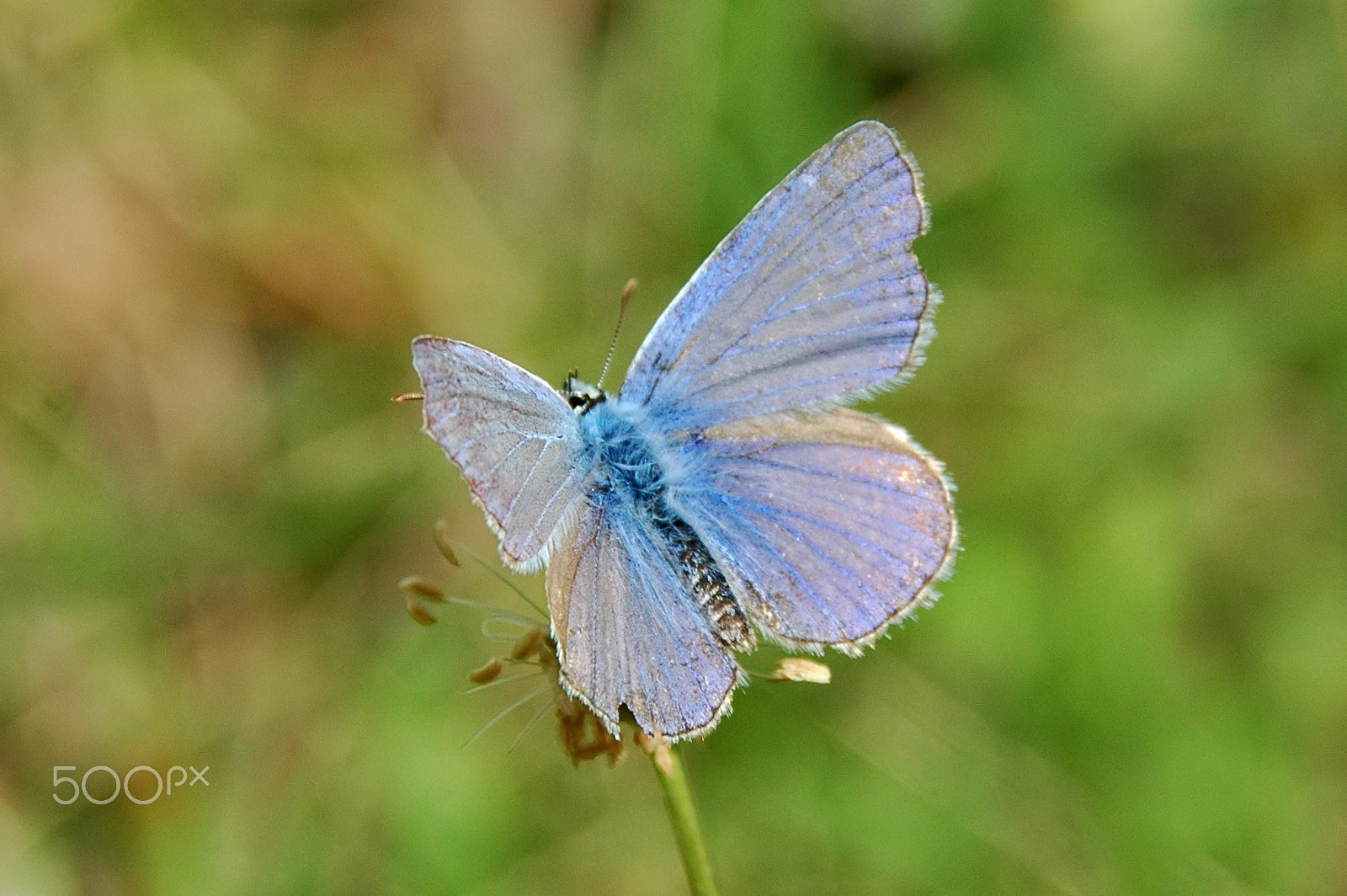 Nikon D70s sample photo. Butterfly photography