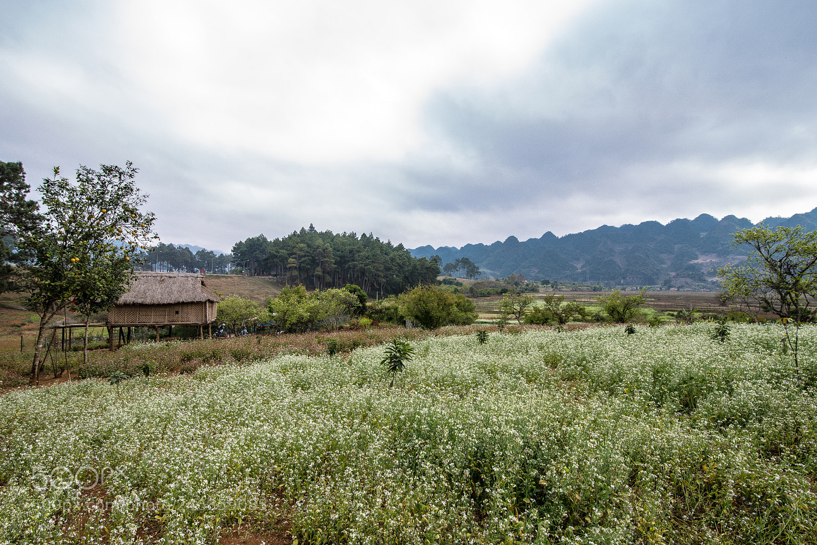 Nikon D610 sample photo. Nhd photography
