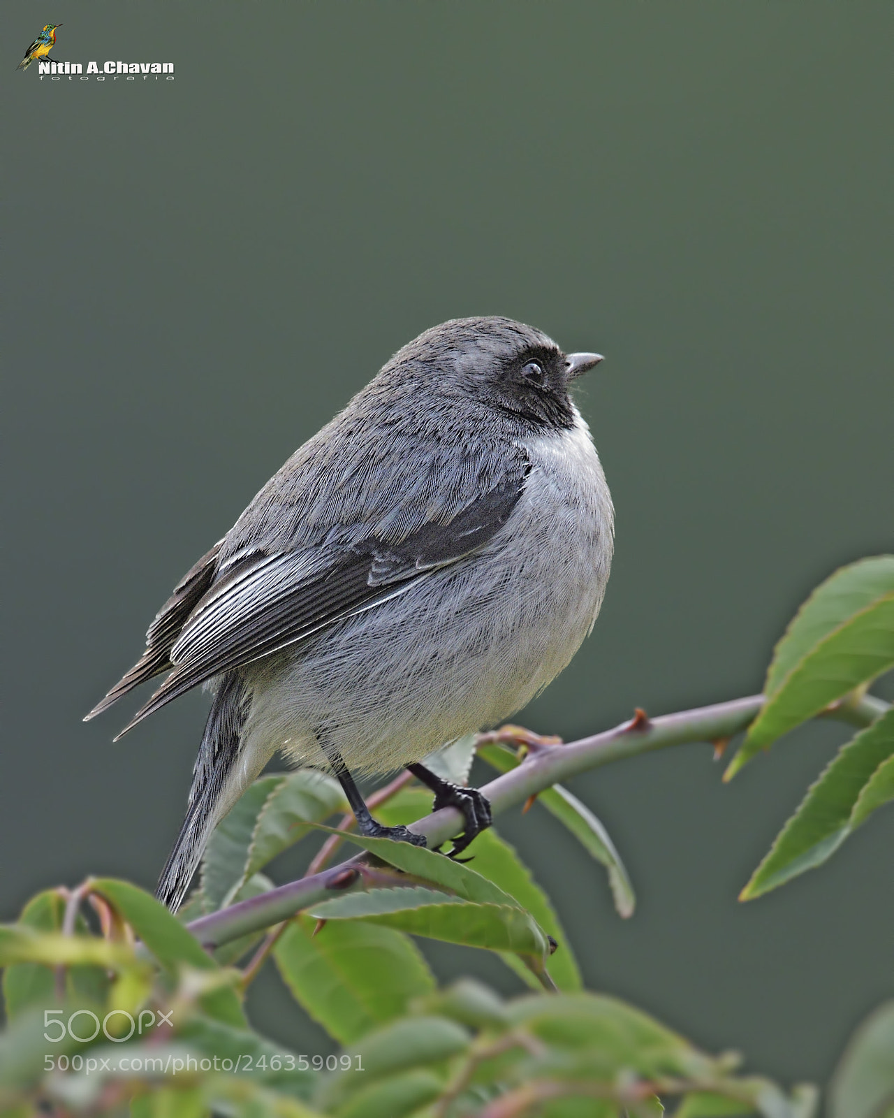 Nikon D810 sample photo. Grey bushchat photography