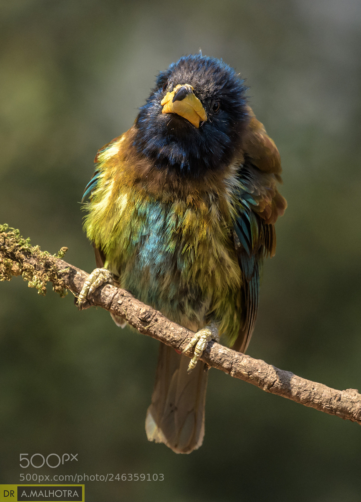 Nikon D810 sample photo. Great barbet photography