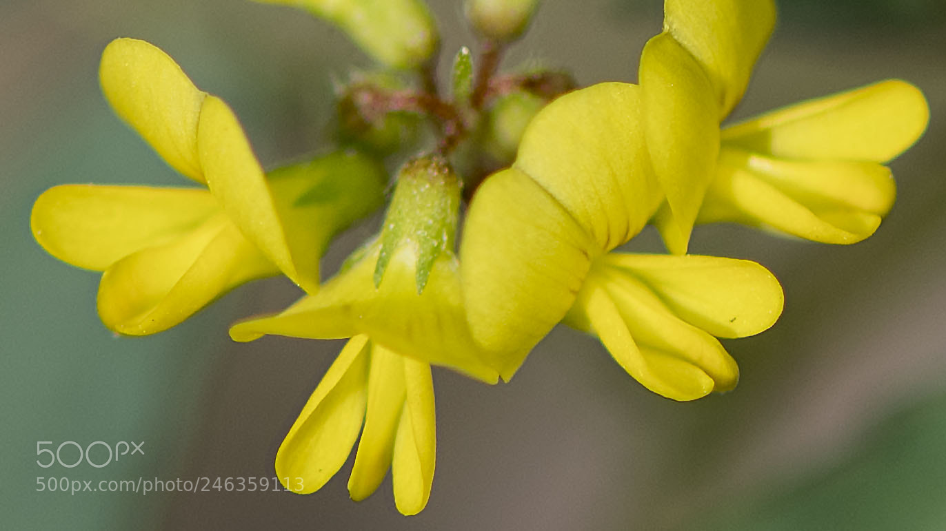 Nikon D500 sample photo. Flower photography