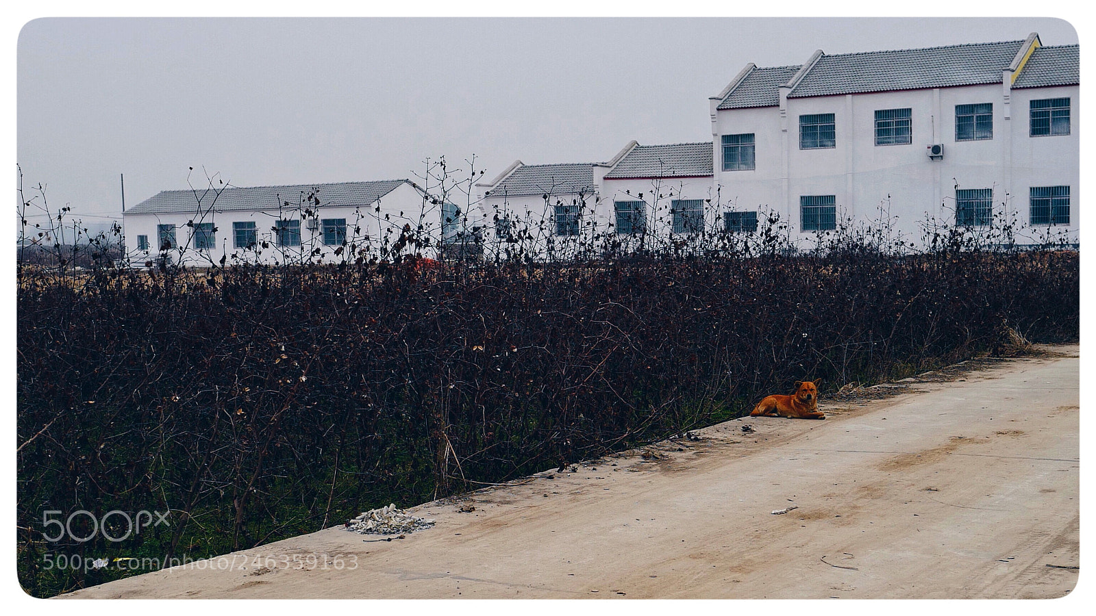 Leica Q (Typ 116) sample photo. The dog is funny photography
