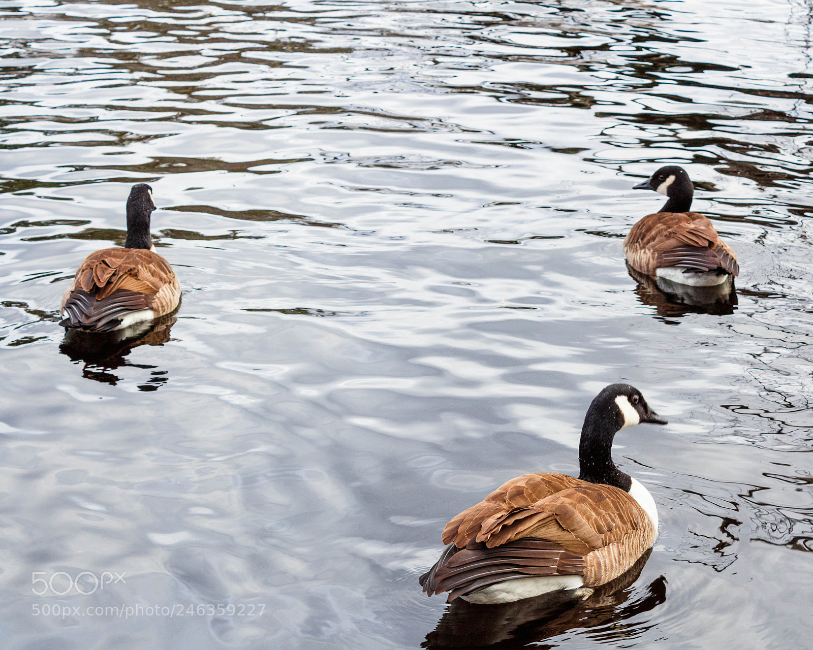 Canon EOS 1300D (EOS Rebel T6 / EOS Kiss X80) sample photo. Geese photography