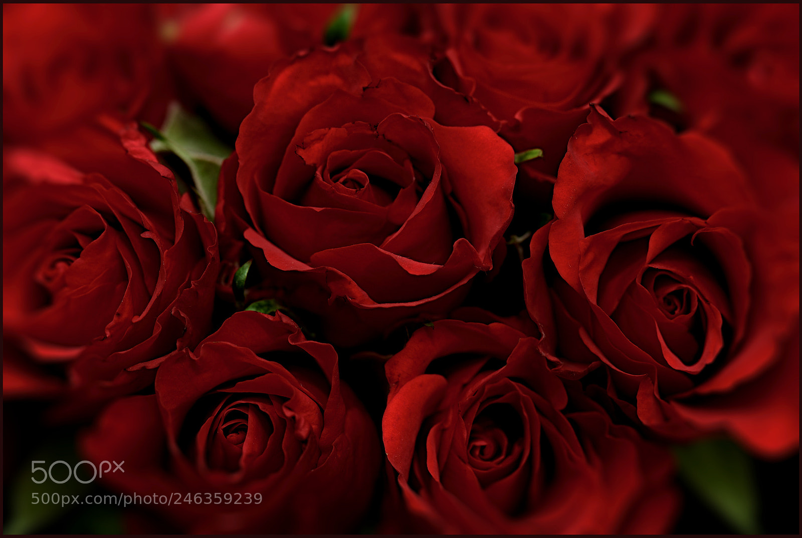 Nikon D610 sample photo. Roses photography
