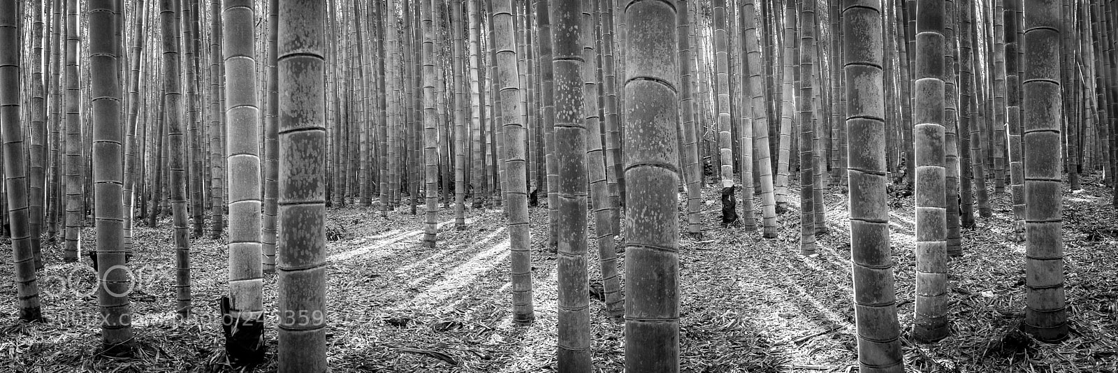 Sony a7 II sample photo. Sunrise in bamboo forest photography