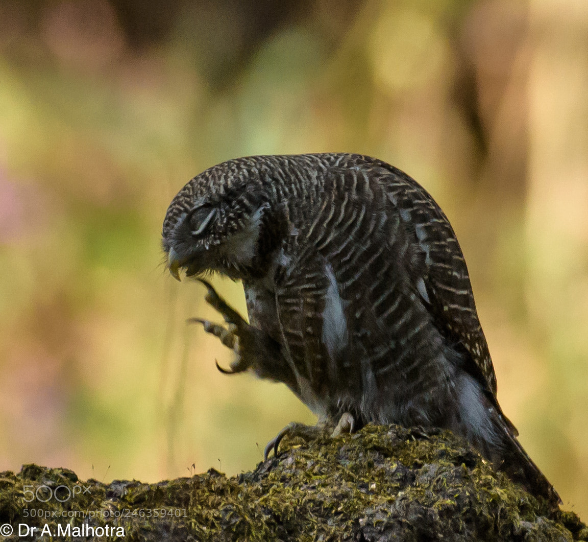 Nikon D810 sample photo. Asia barred owl photography