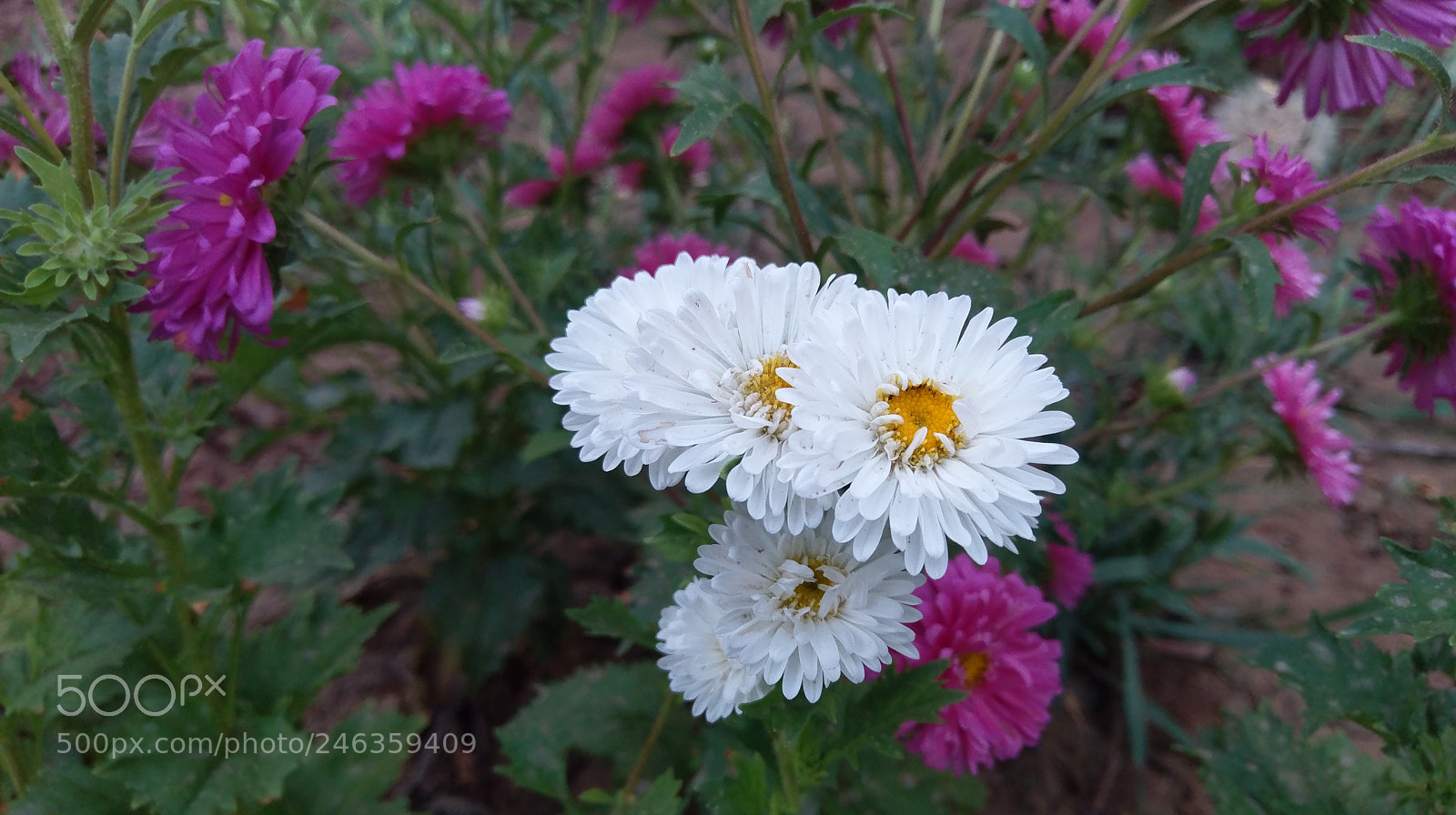 HTC 10 sample photo. Imag photography