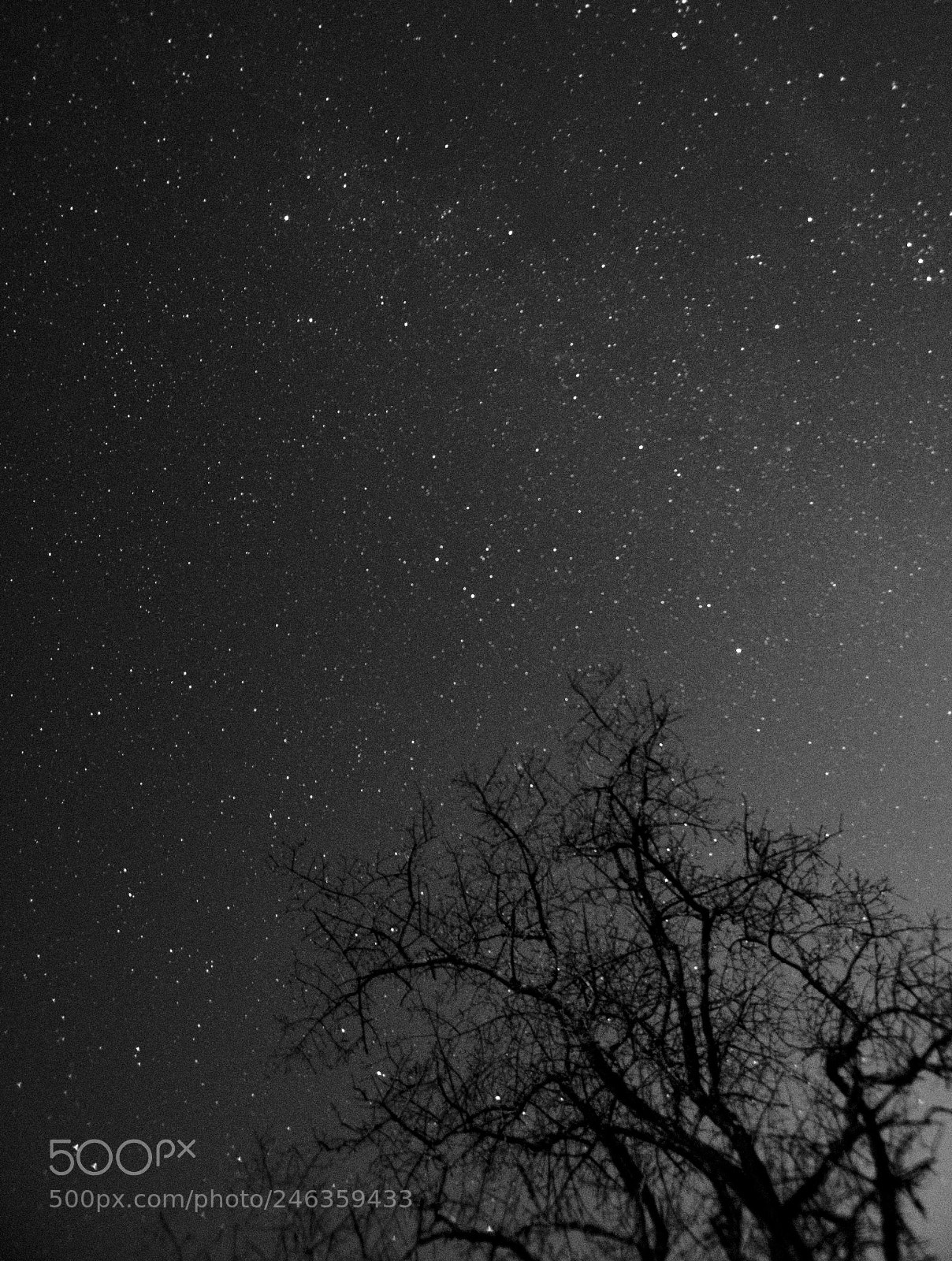 Nikon D500 sample photo. Untitled photography