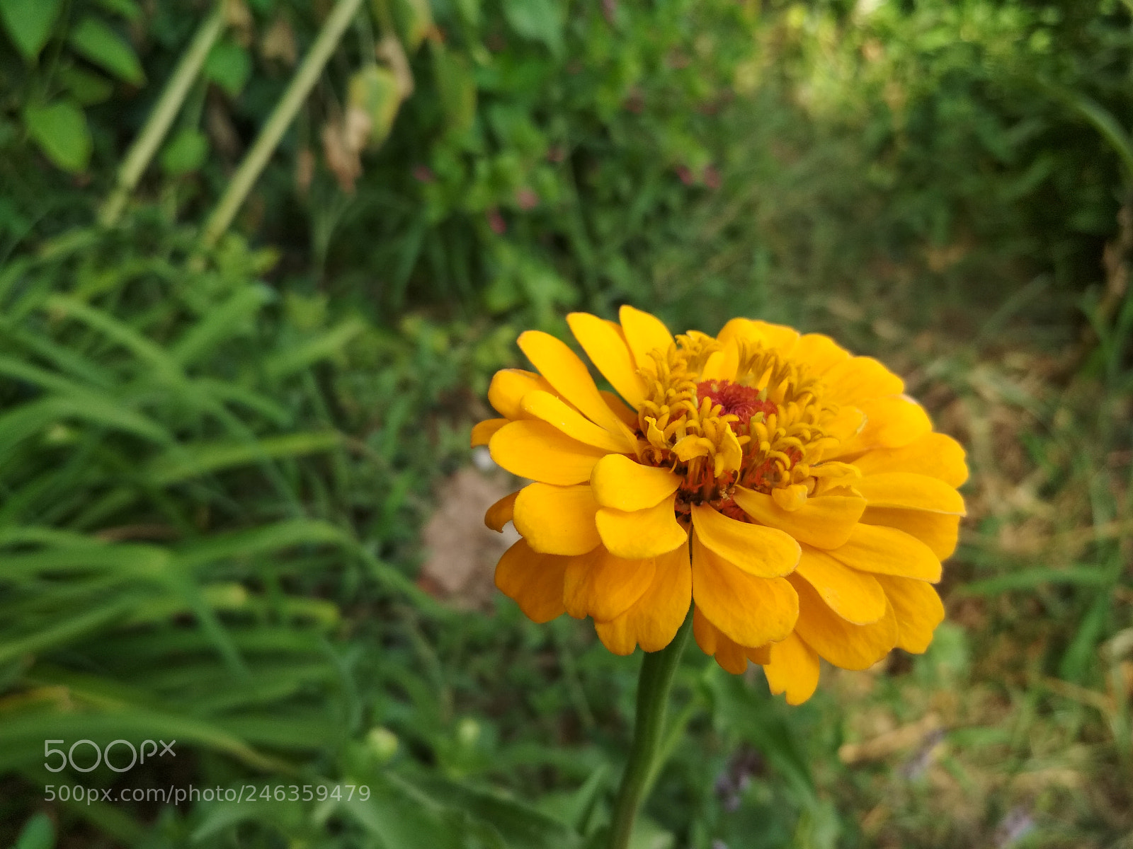 Xiaomi Redmi 4X sample photo. Img 201700002345 photography