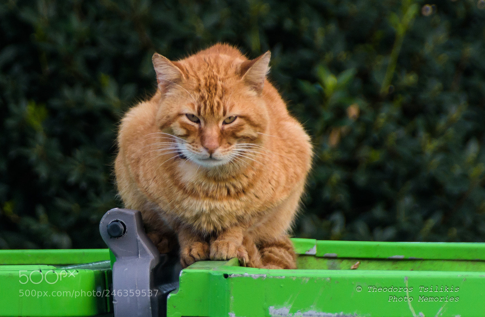 Nikon D7200 sample photo. The guardian photography