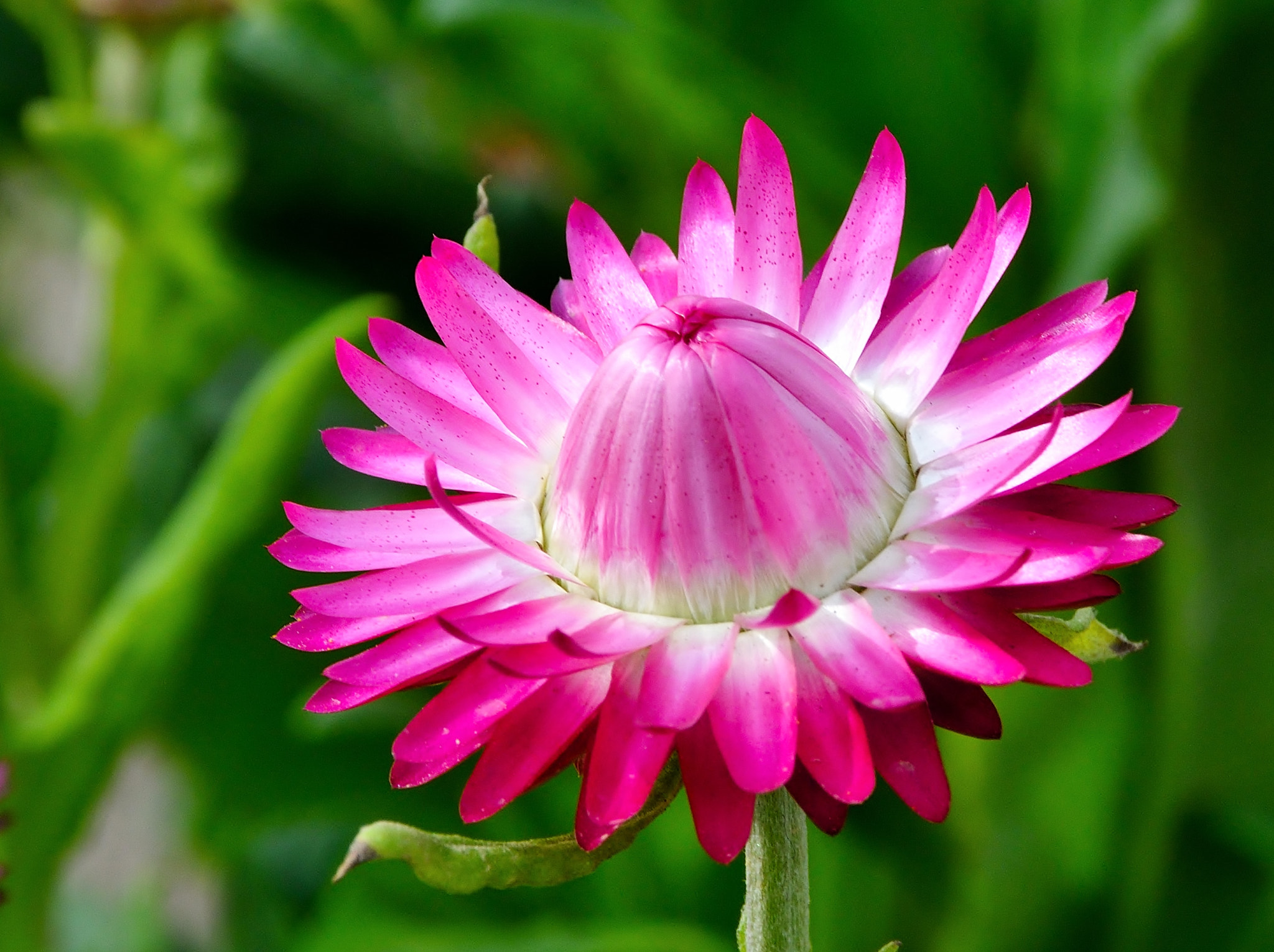 Nikon D500 sample photo. Flower photography