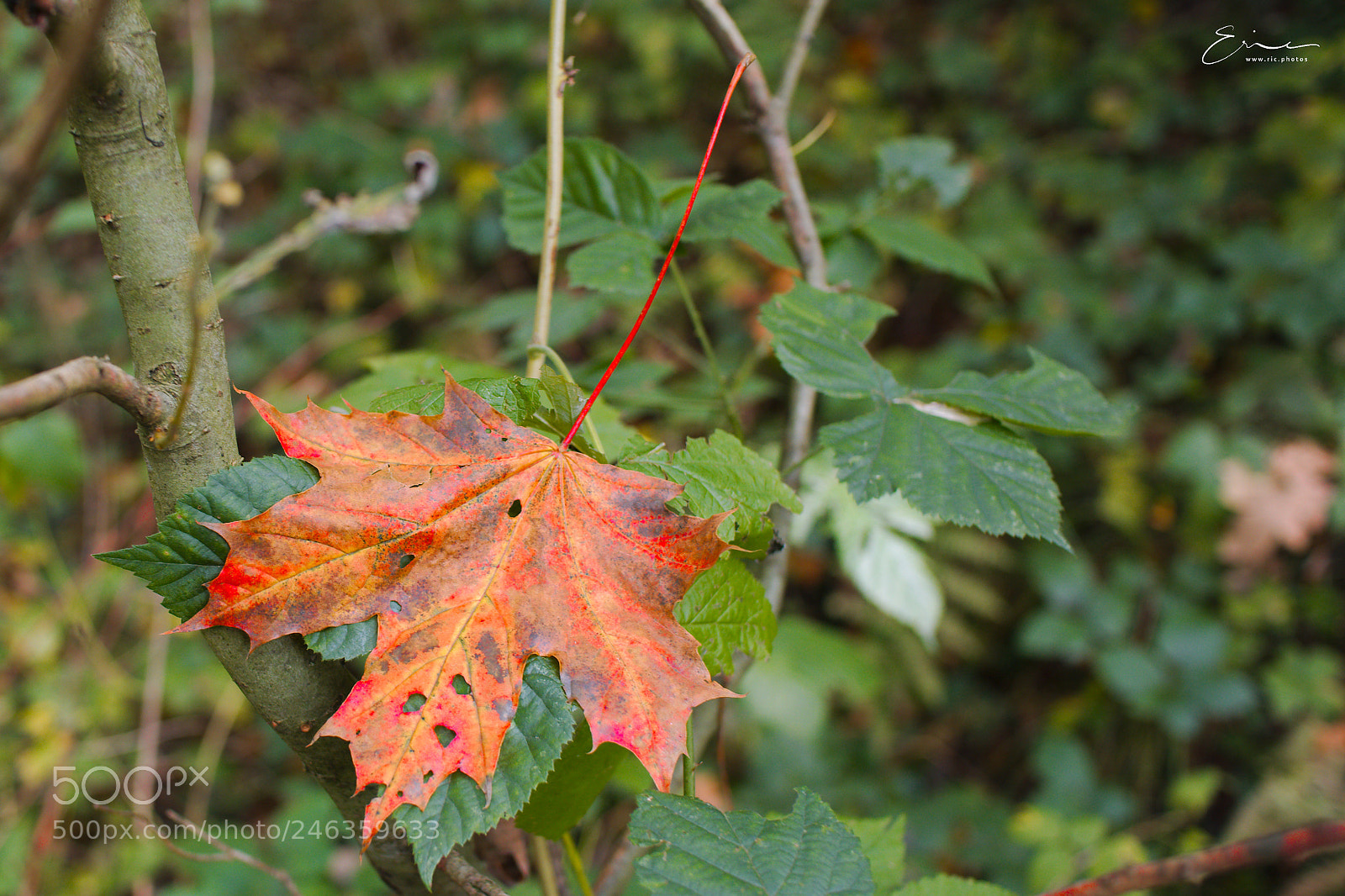 Canon EOS M5 sample photo. 2017-10-02 photography