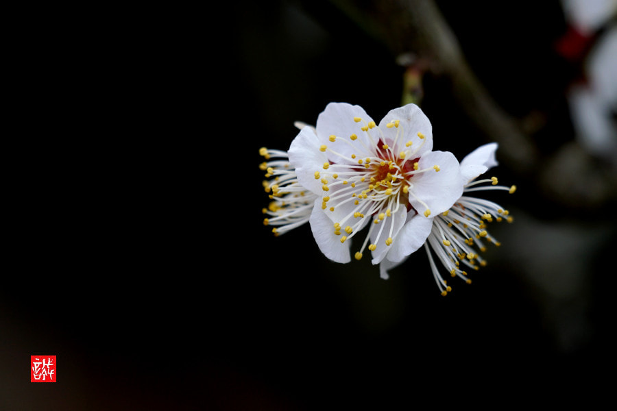 Sony FE 70-300mm F4.5-5.6 G OSS sample photo. Plum 0217 photography