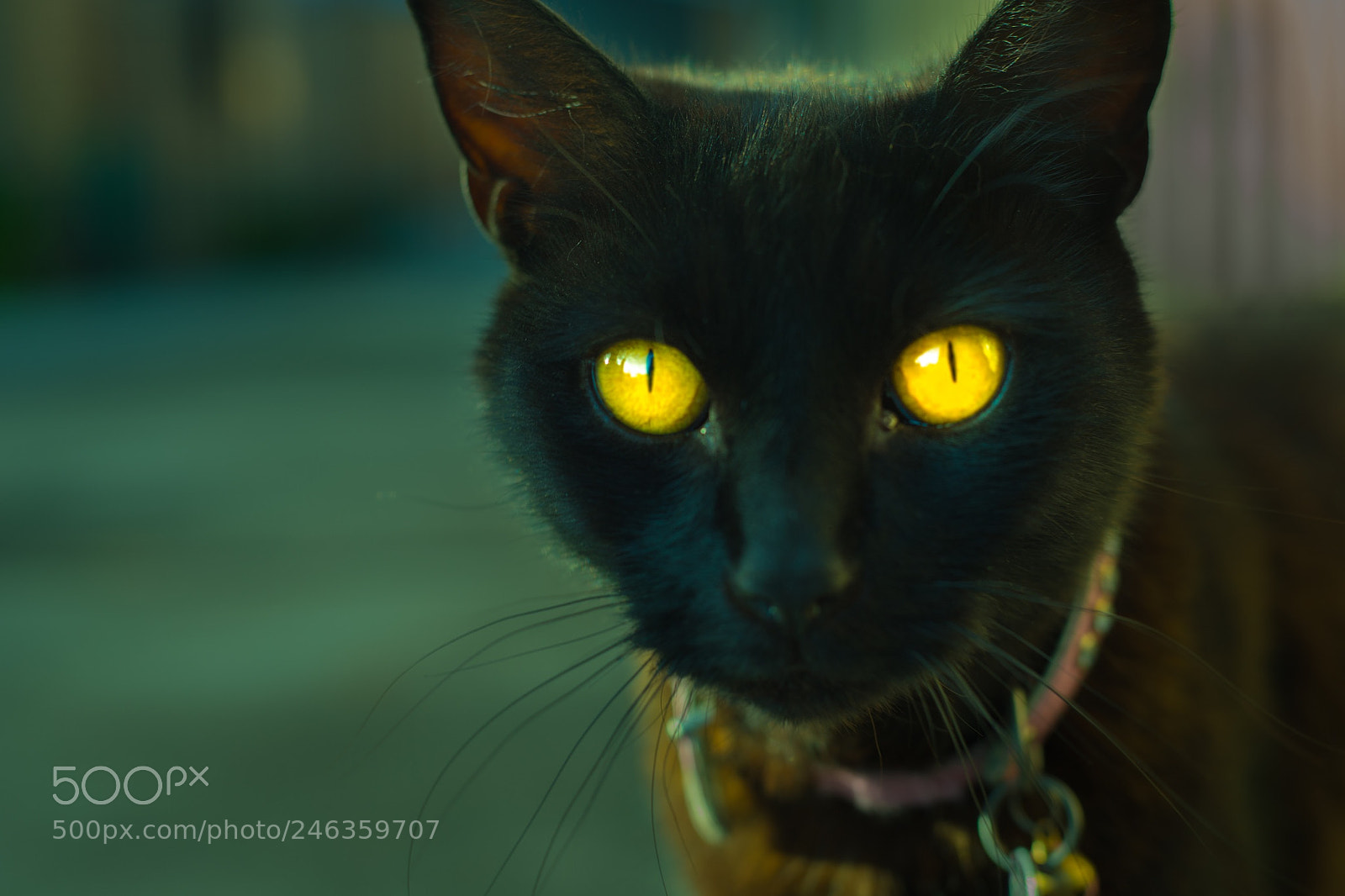 Canon EOS 6D Mark II sample photo. Yellow photography