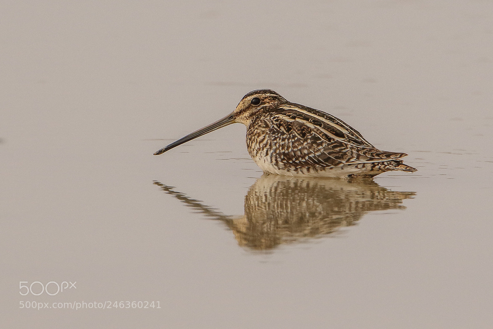 Canon EOS 7D Mark II sample photo. Common snipe - سُنٹی کِرم وار photography