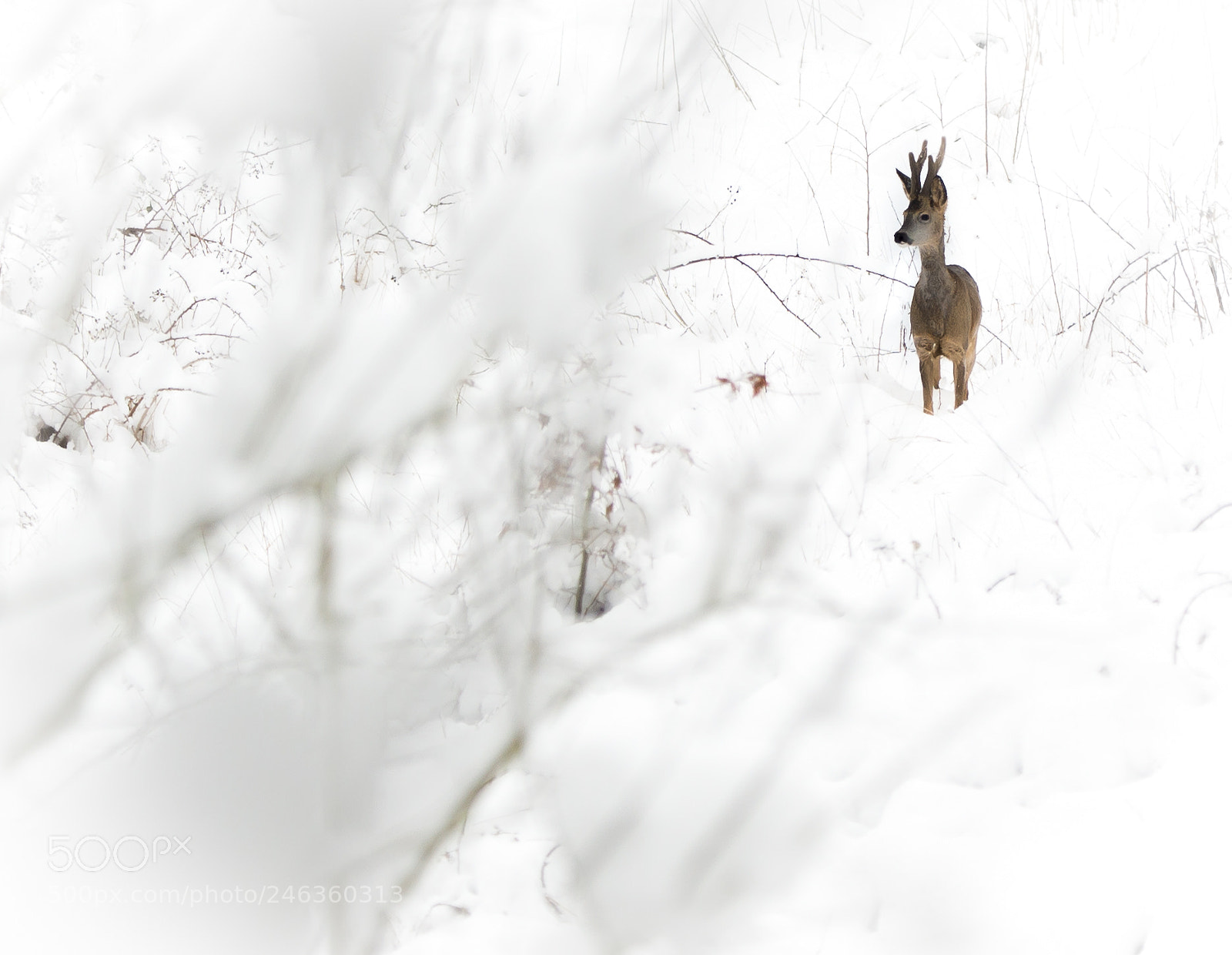 Nikon D4 sample photo. Wilderness photography