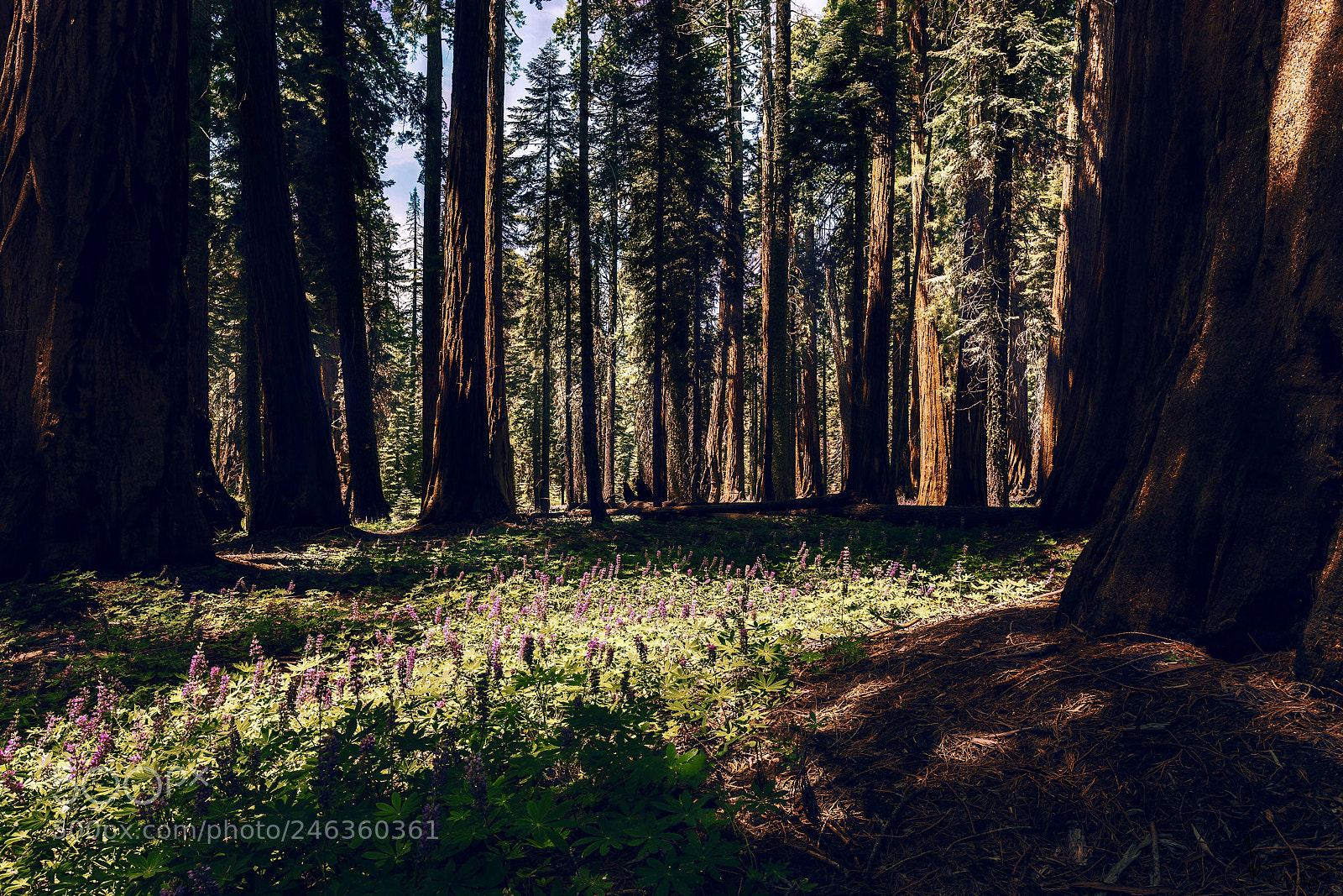Nikon D810 sample photo. Sequoia national park photography