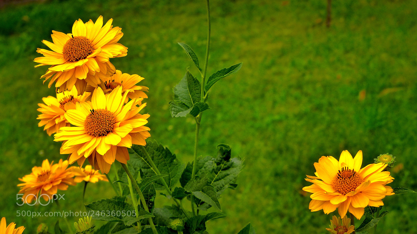 Panasonic Lumix DMC-FZ200 sample photo. Rudbecks. photography