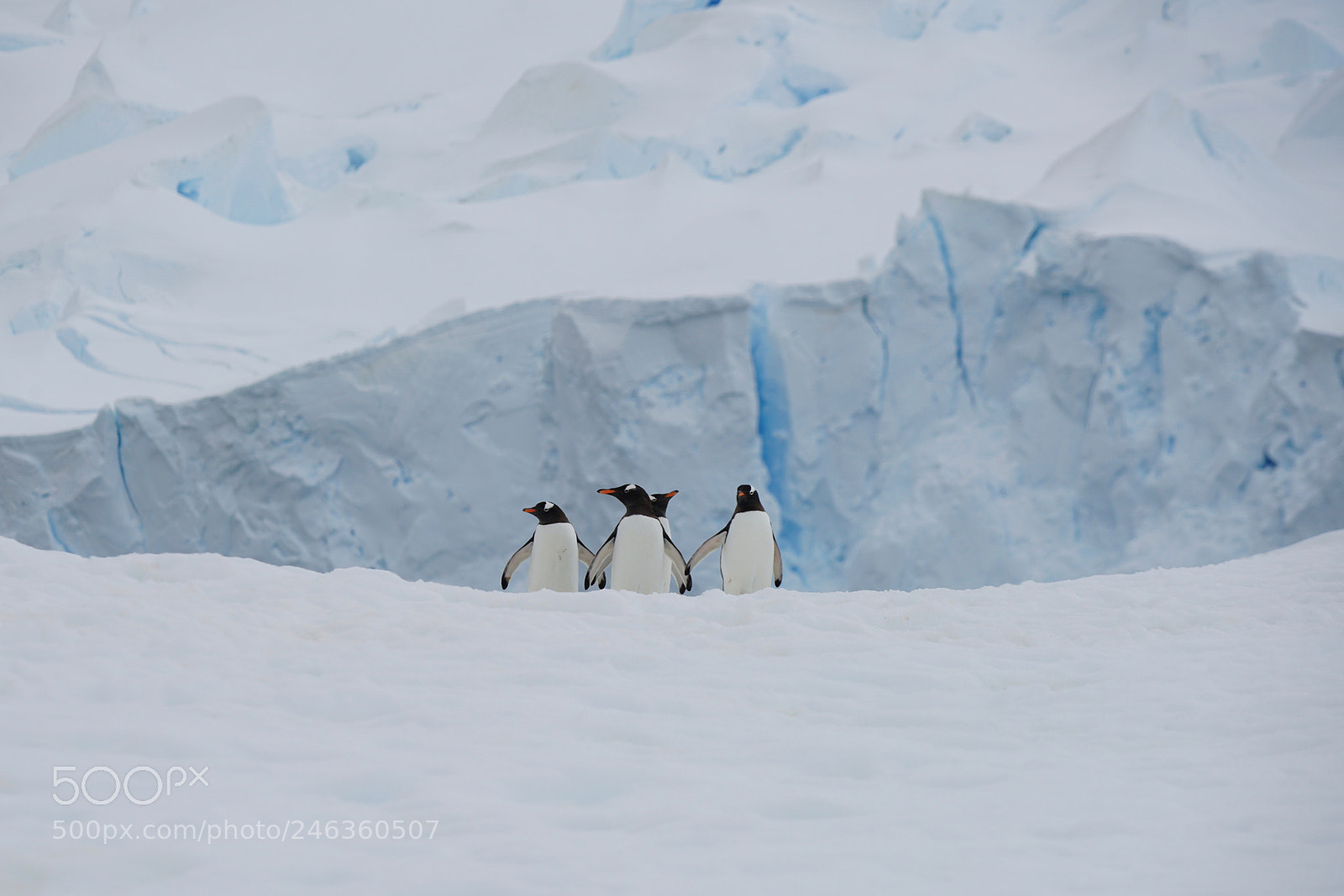 Sony a7R II sample photo. Penguins on a glacier photography
