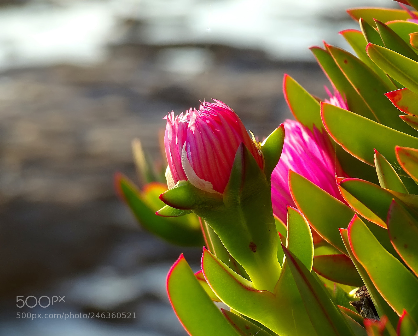 Sony Cyber-shot DSC-HX400V sample photo. Beach flowers photography