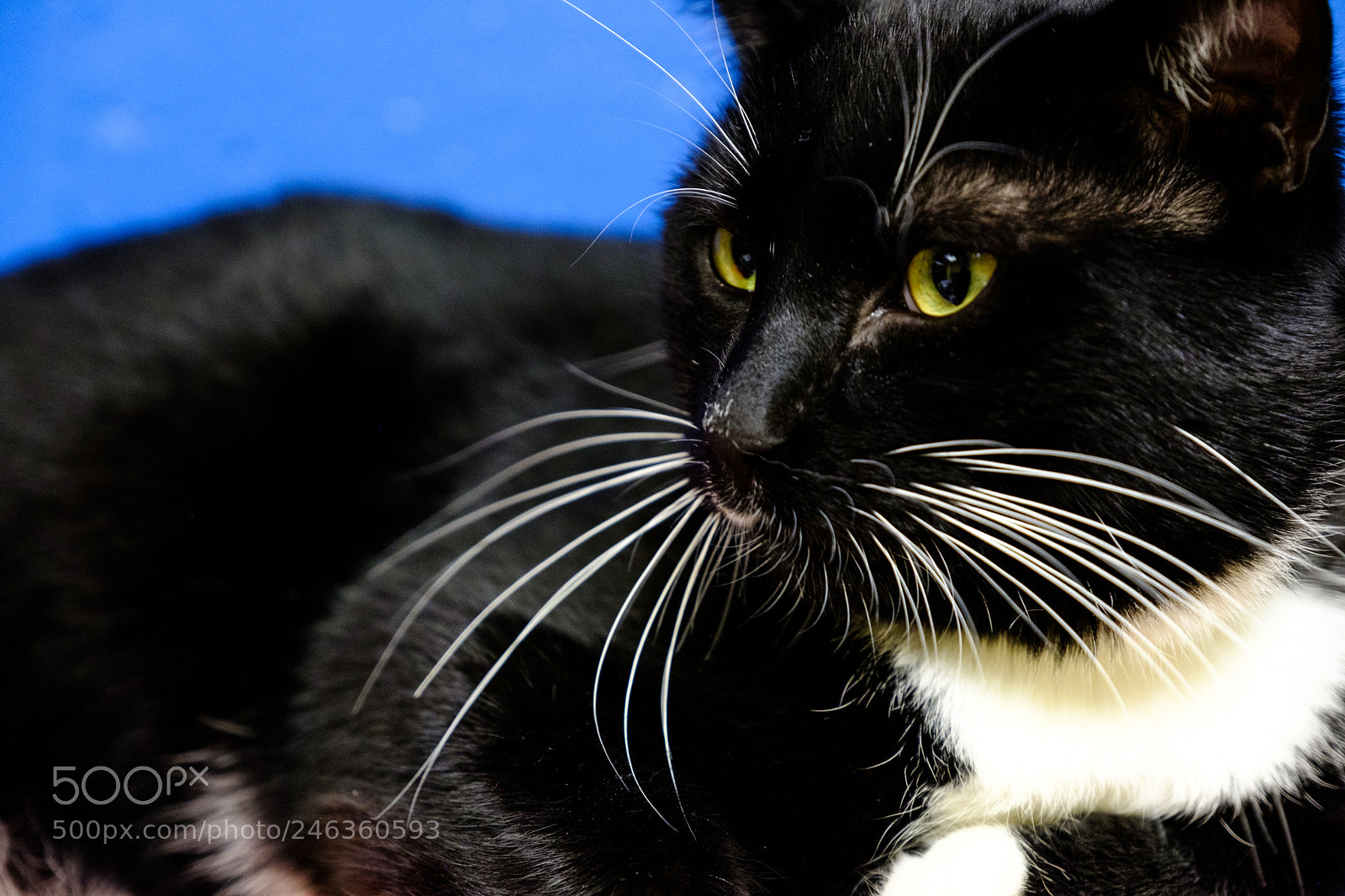 Fujifilm X-T2 sample photo. Cat photography
