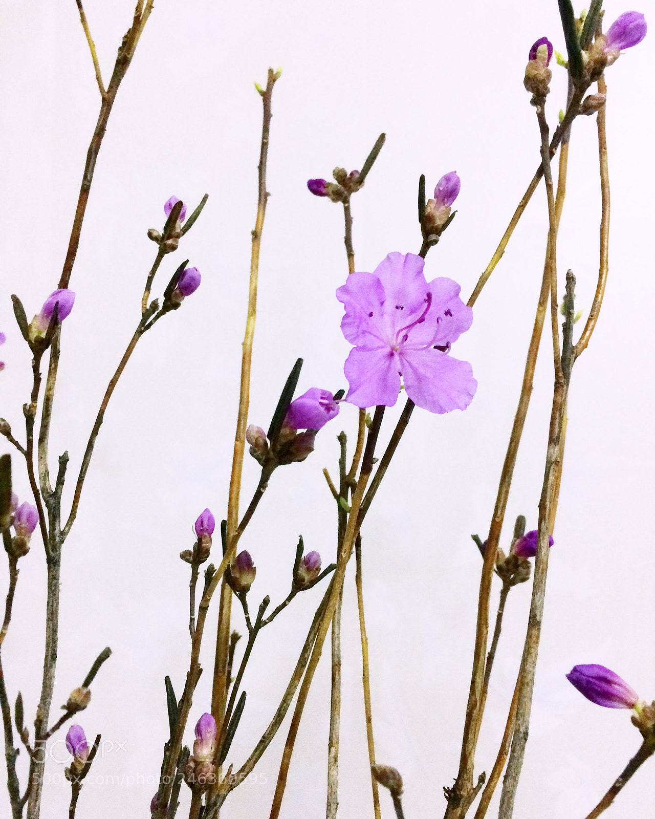 Apple iPhone 5s sample photo. 杜鹃花开，暖春的脚步就近了。 photography