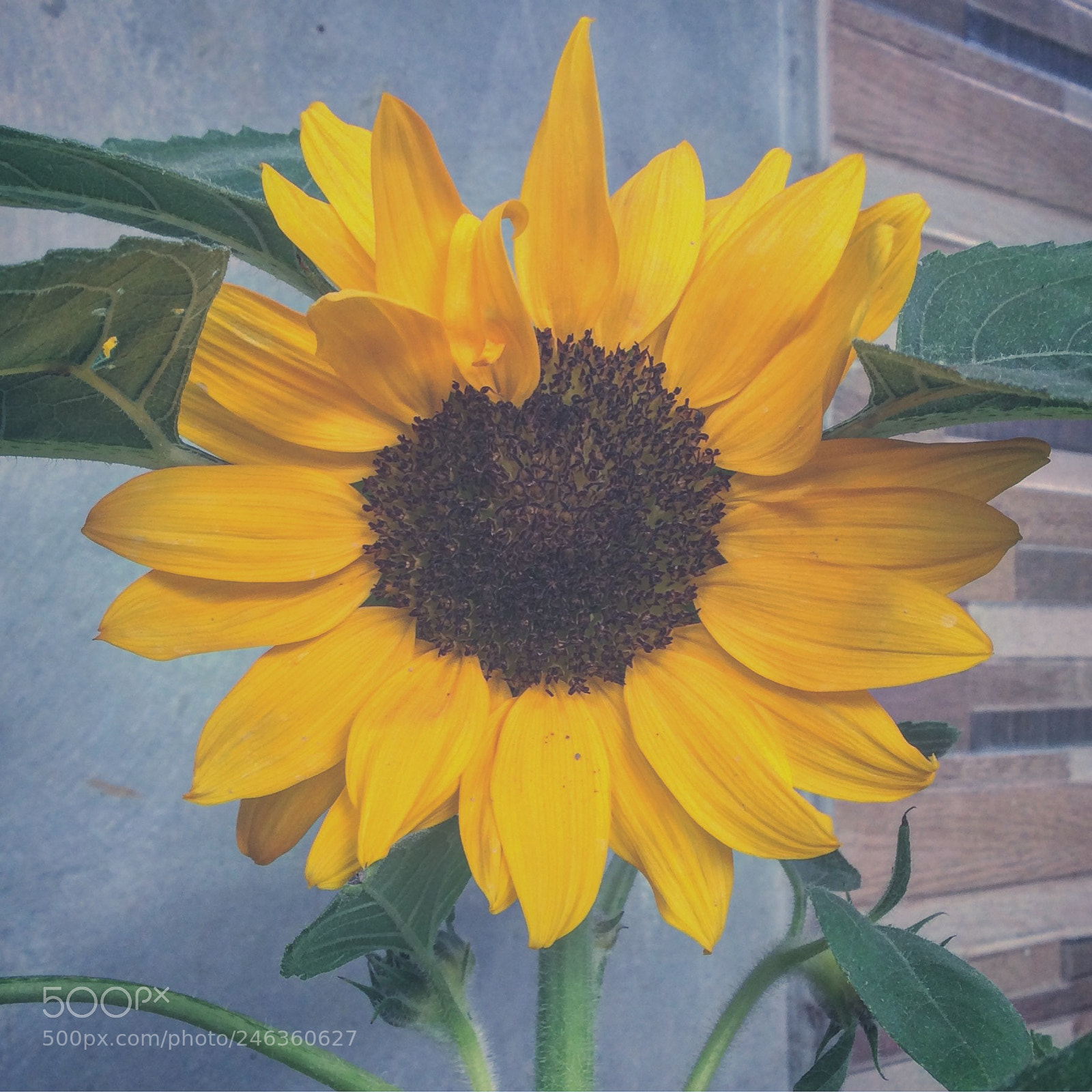 Apple iPad Air sample photo. Hi sunshine! photography