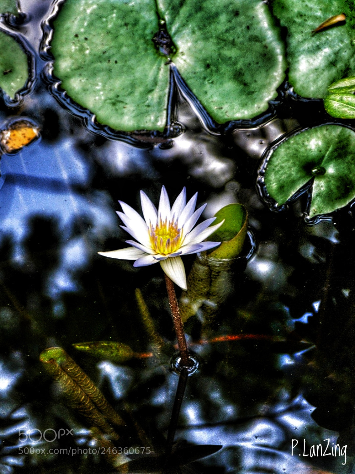 Olympus E-3 sample photo. Rising up photography