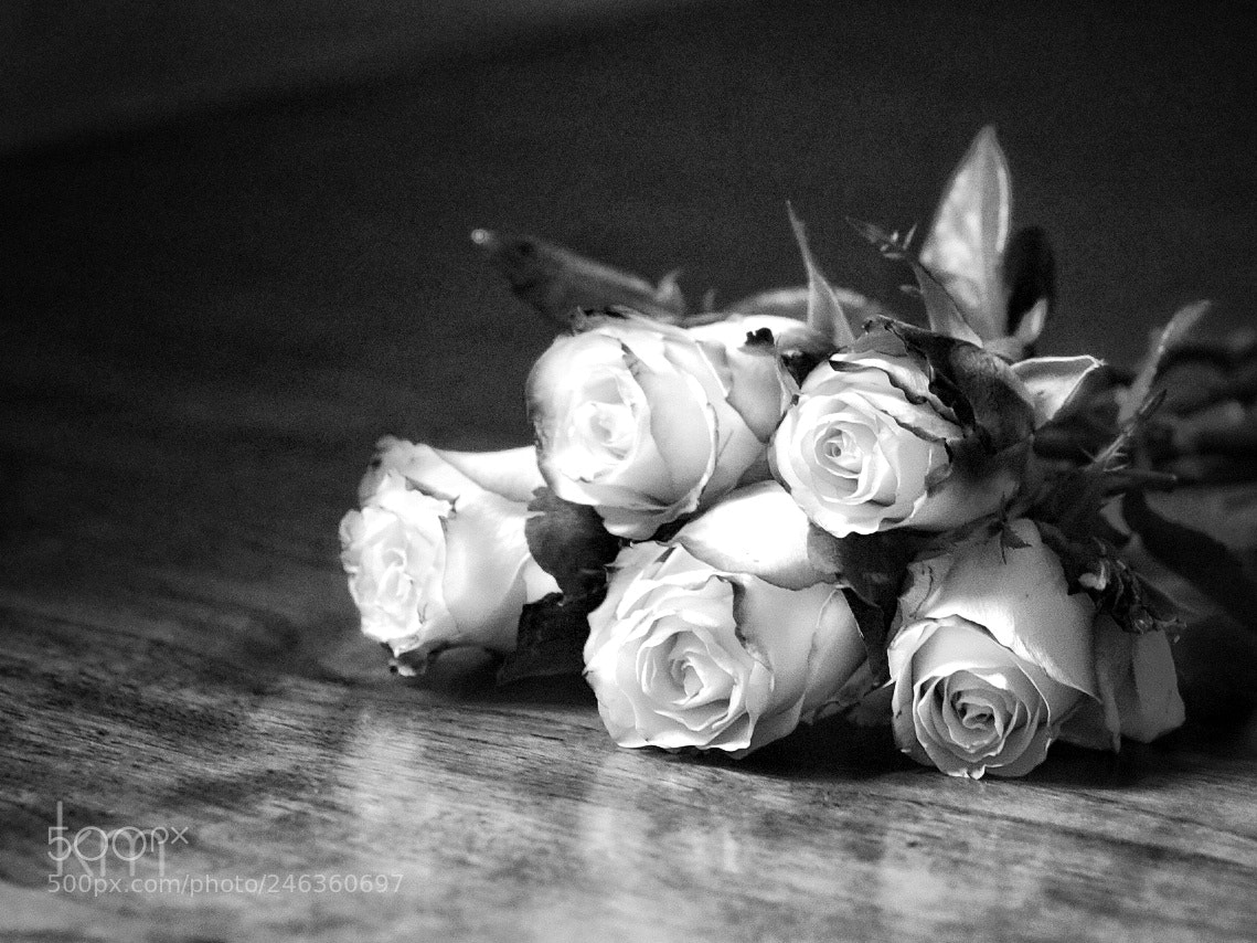 Canon EOS 750D (EOS Rebel T6i / EOS Kiss X8i) sample photo. Epic roses photography