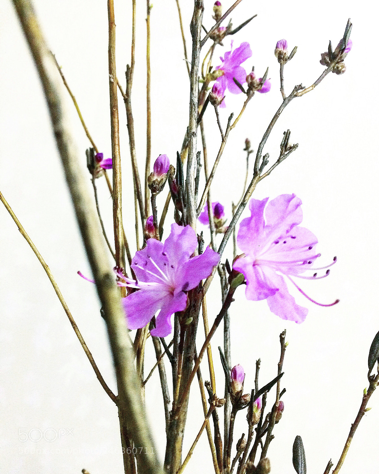 Apple iPhone 5s sample photo. 枯瘦的枝，盛放的你。 photography