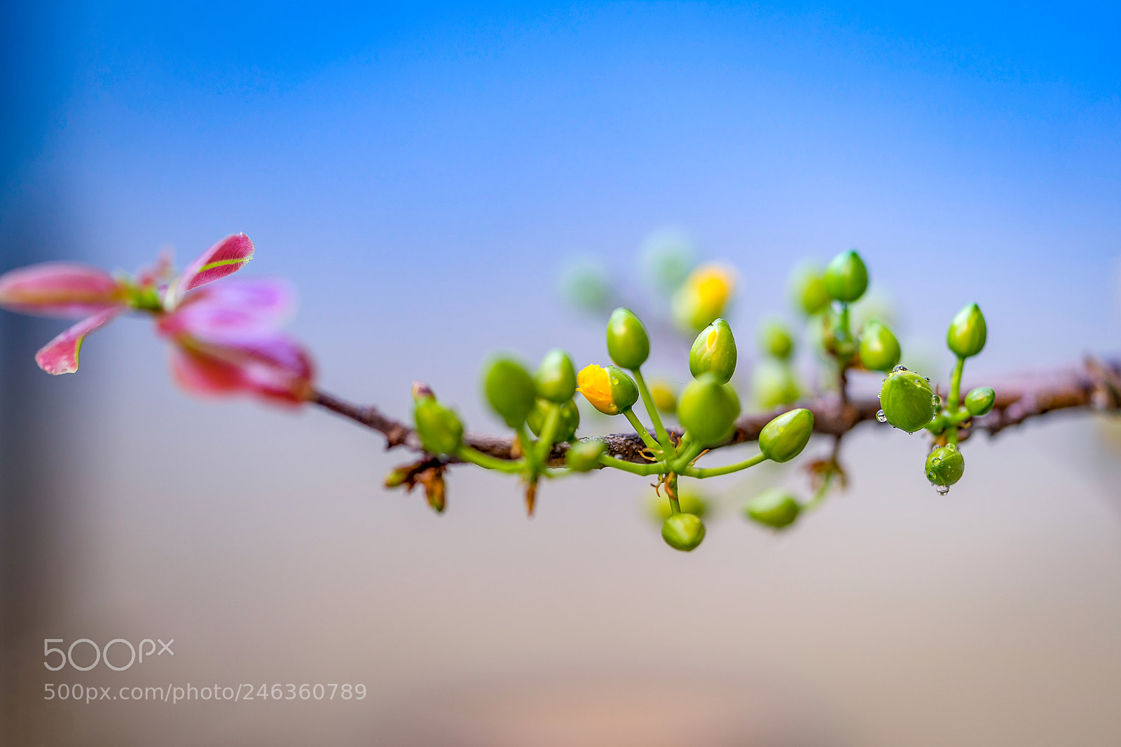 Sony a7 II sample photo. Dsc photography