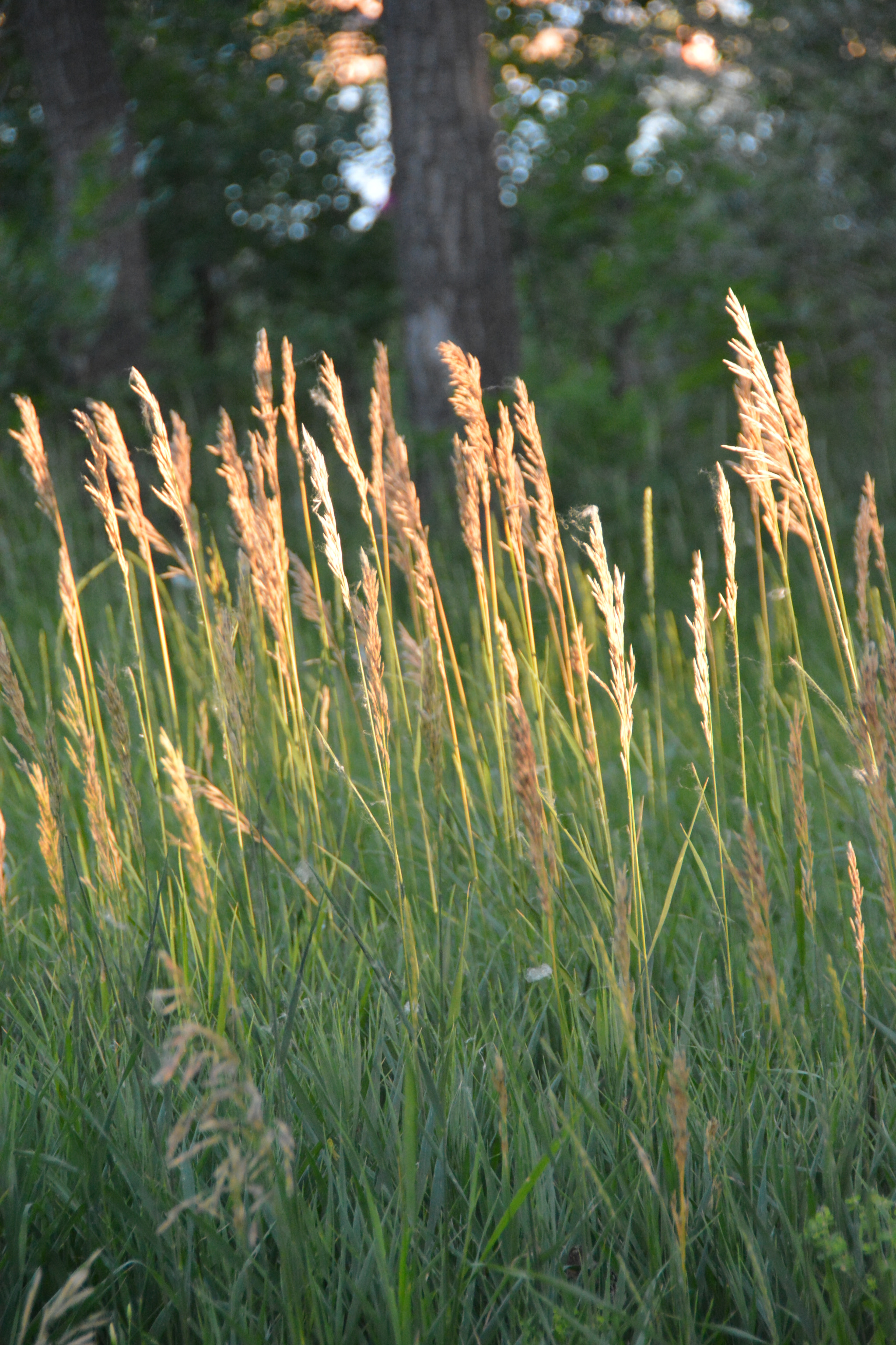 Nikon D7100 sample photo. Sunset photography